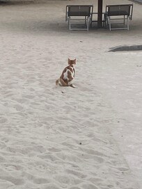 Stray cat pooping in the volleyball court