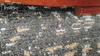 Pet hair edge of carpet