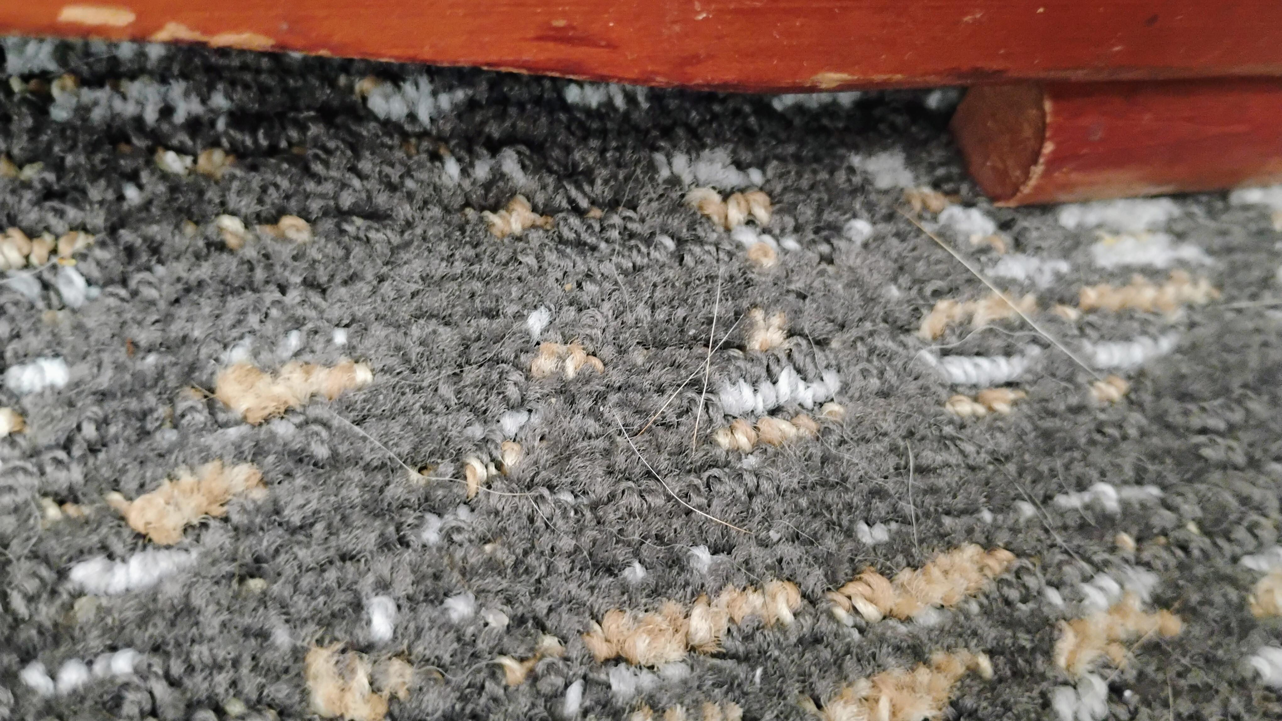 Pet hair edge of carpet