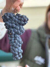 Wine tours were fantastic