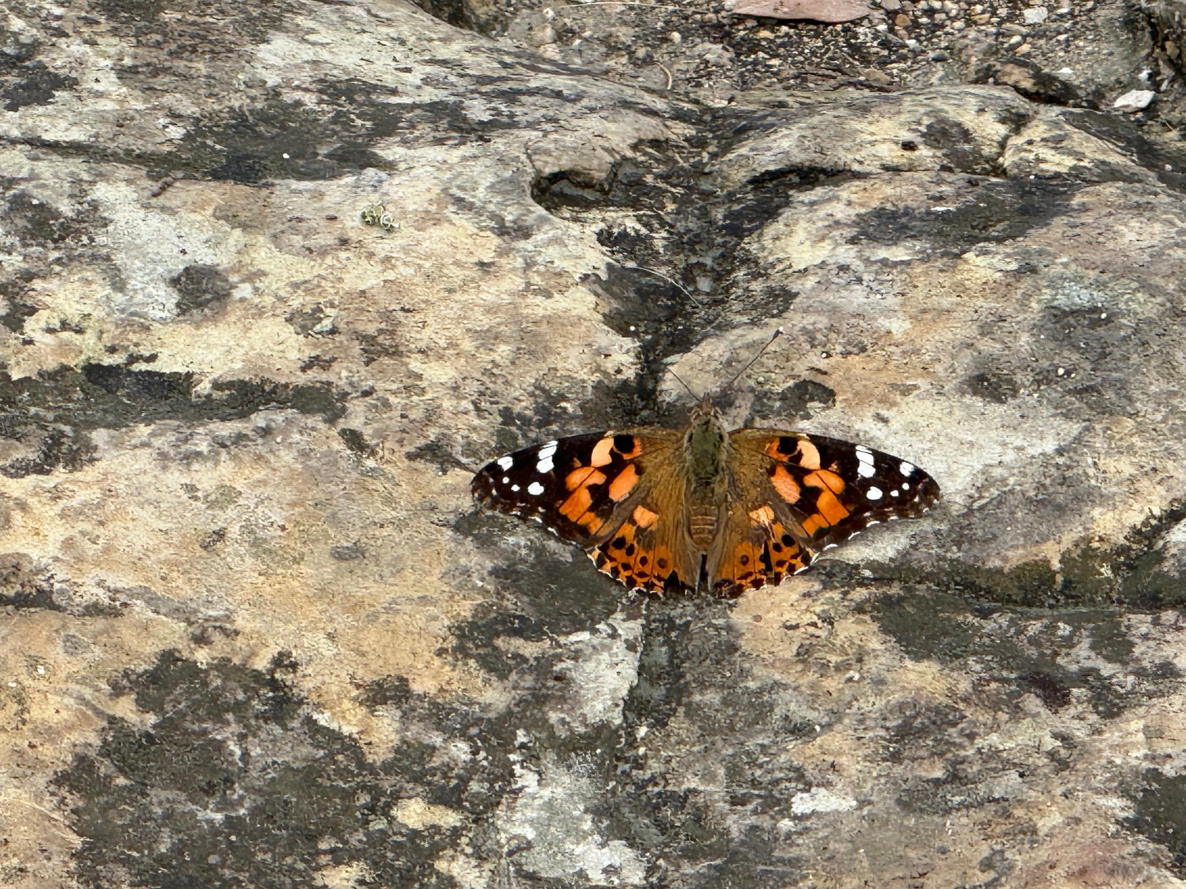 Butterfly on Mt Baldy