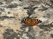 Butterfly on Mt Baldy