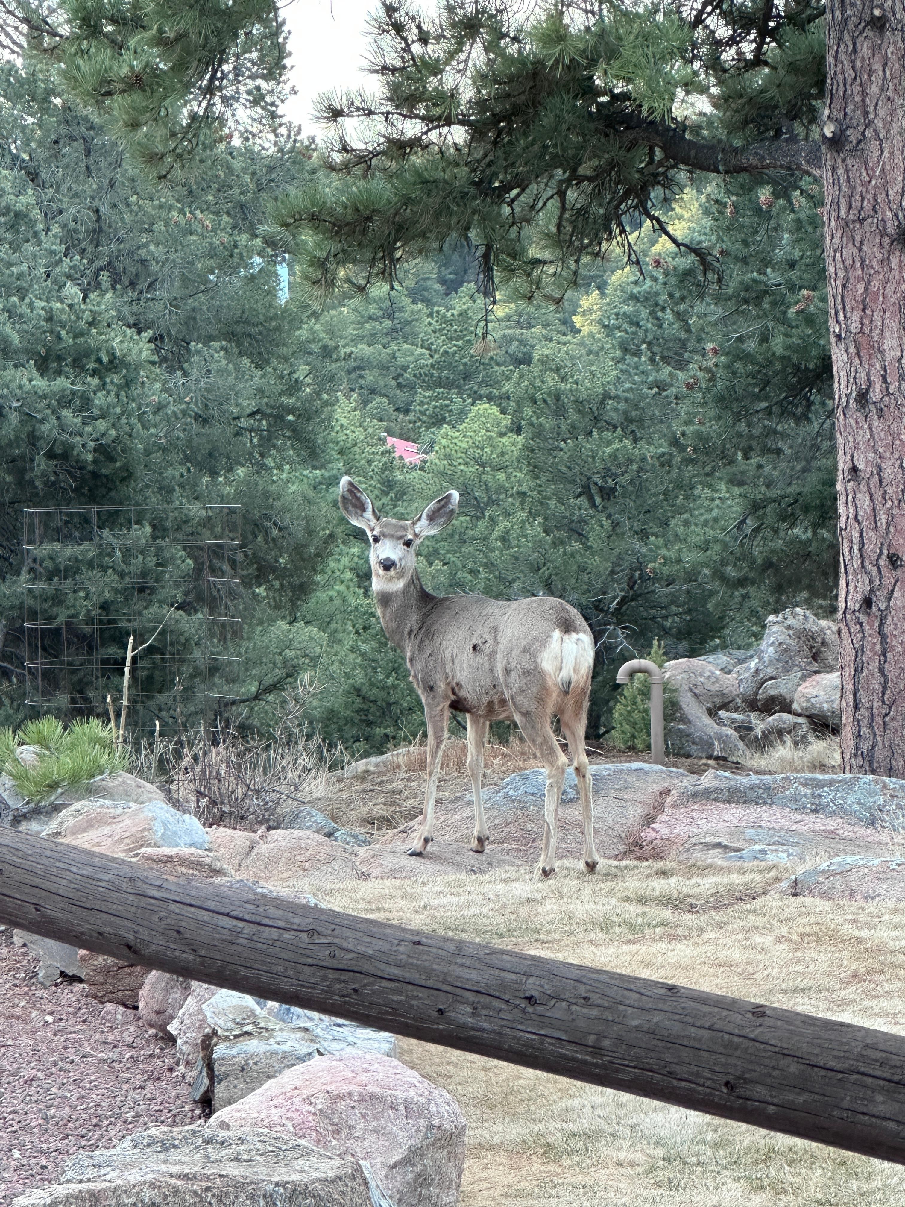 Beautiful doe right on the property.
