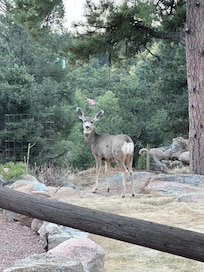 Beautiful doe right on the property.