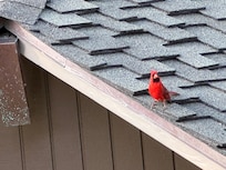 Greater cardinal. First for us