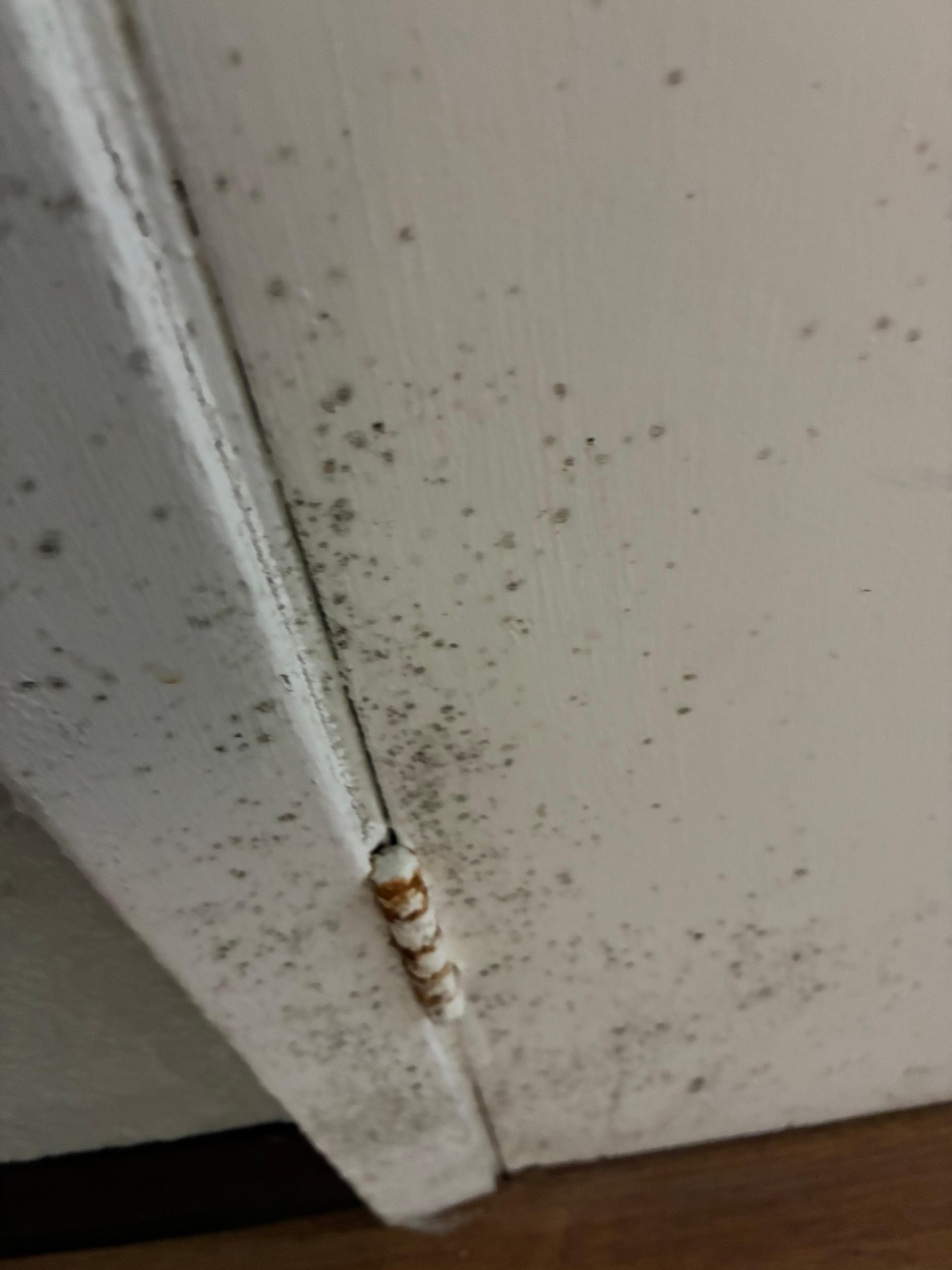 Mold on the door and trim