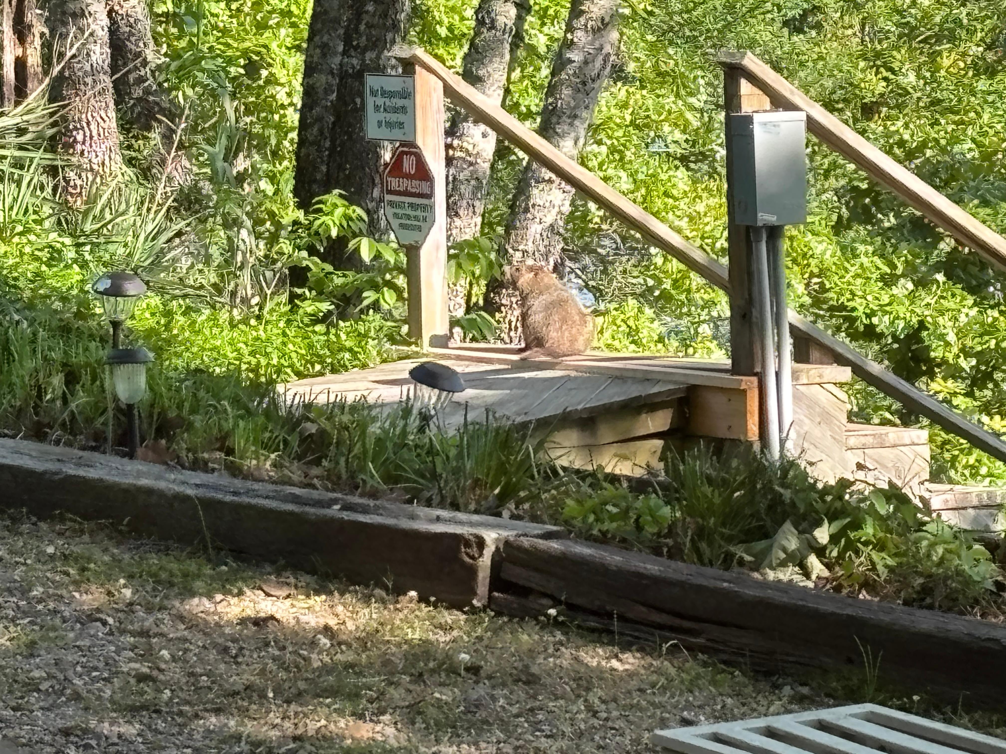 Resident groundhog catching some sun 