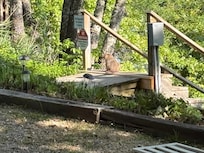 Resident groundhog catching some sun