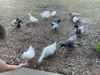 Ducks coming to the back door