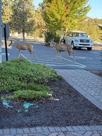 Deer in the morning