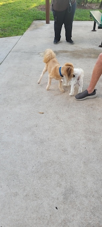 Dog park