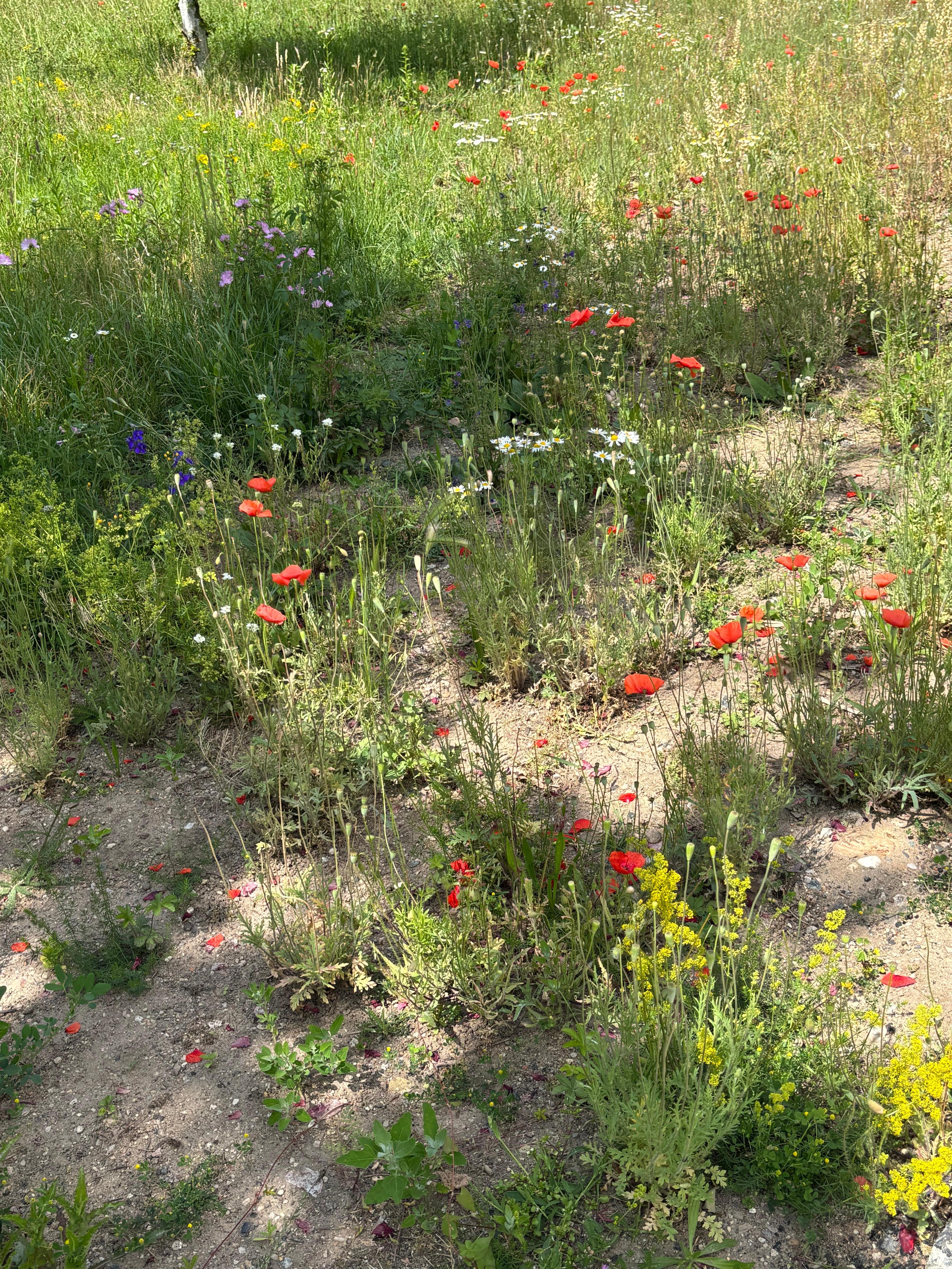 Wildflowers in park nearby