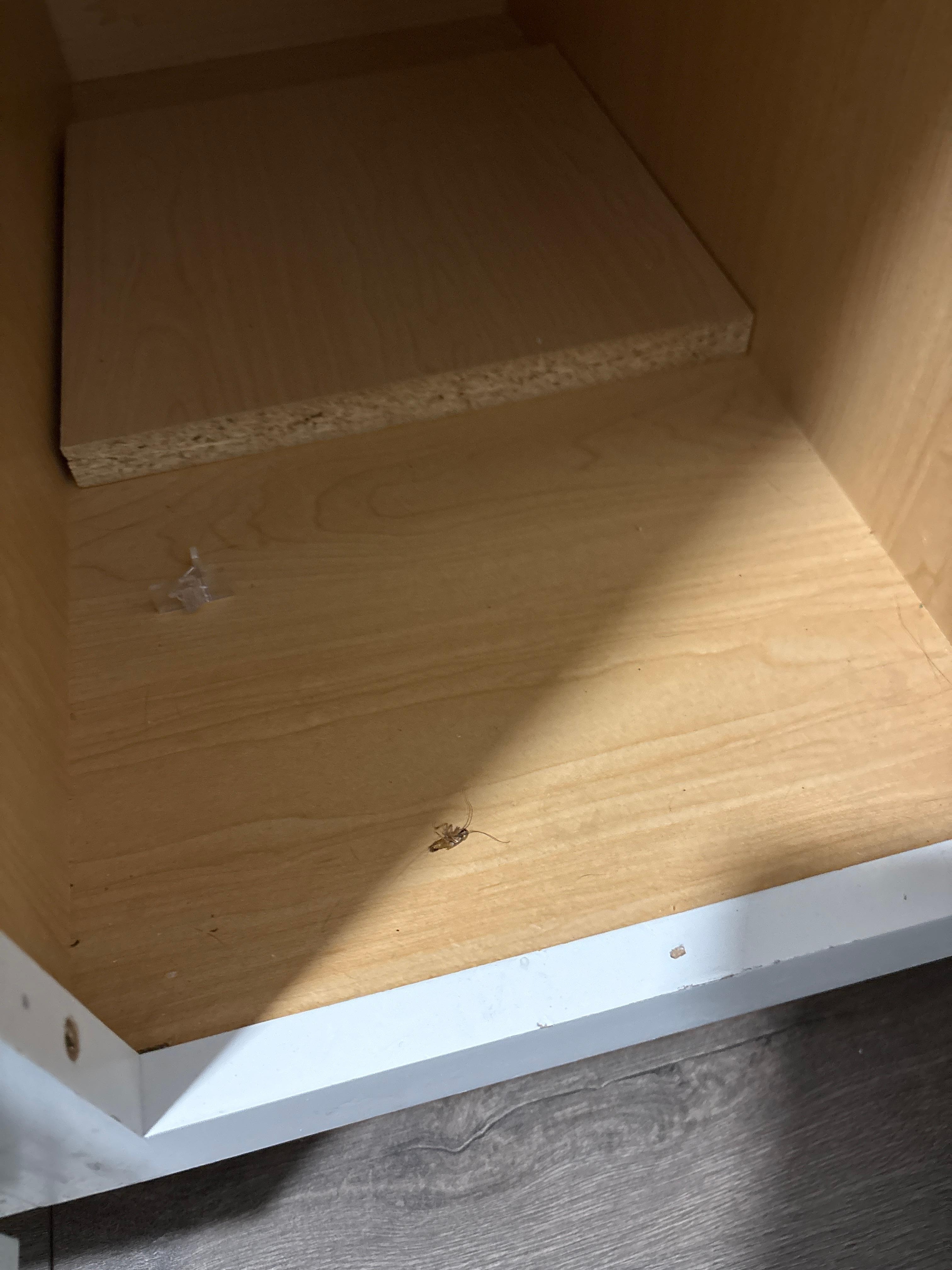 Dead bug in kitchen cabinet 