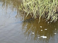 A gator!!