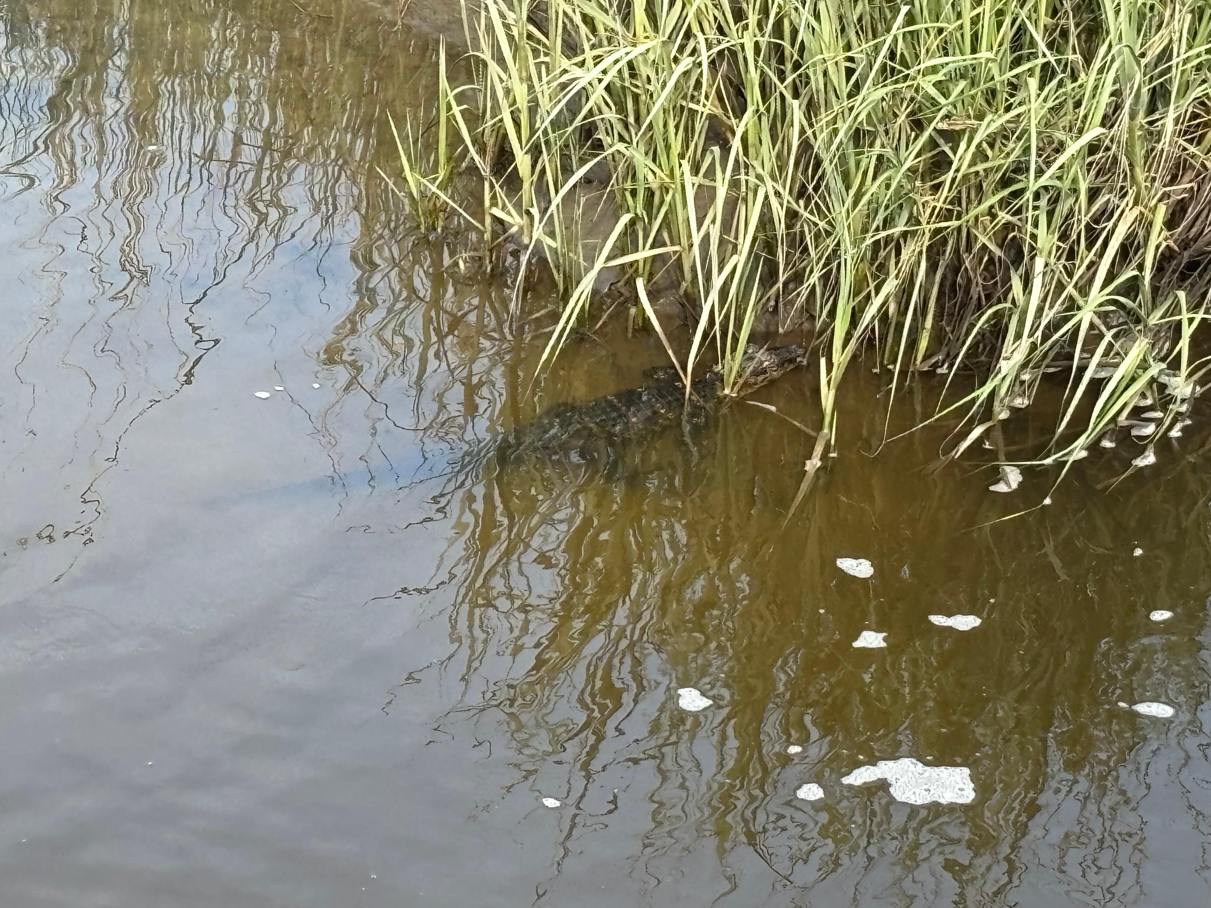 A gator!!