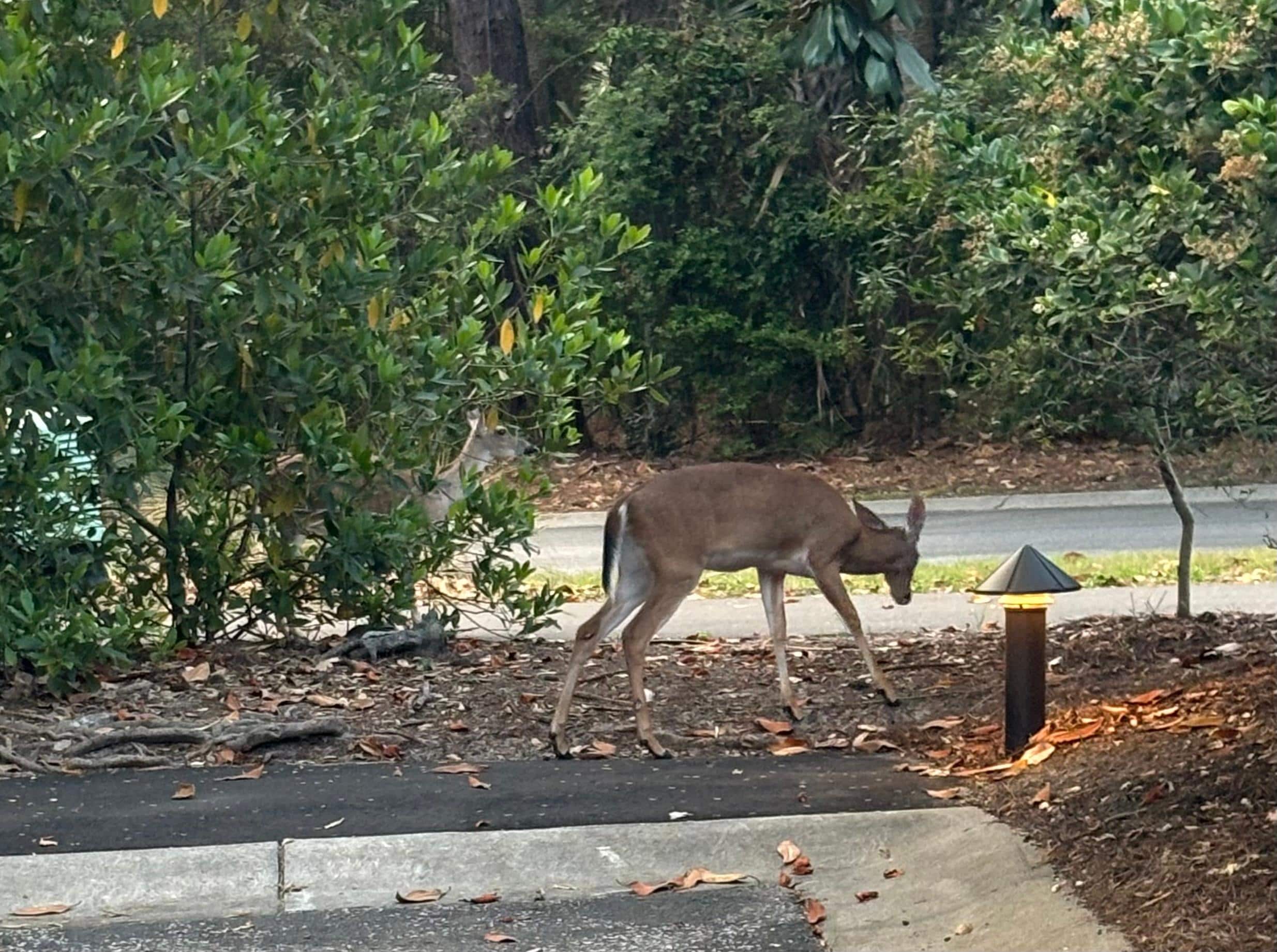 Many friendly deer