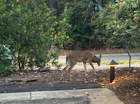 Many friendly deer