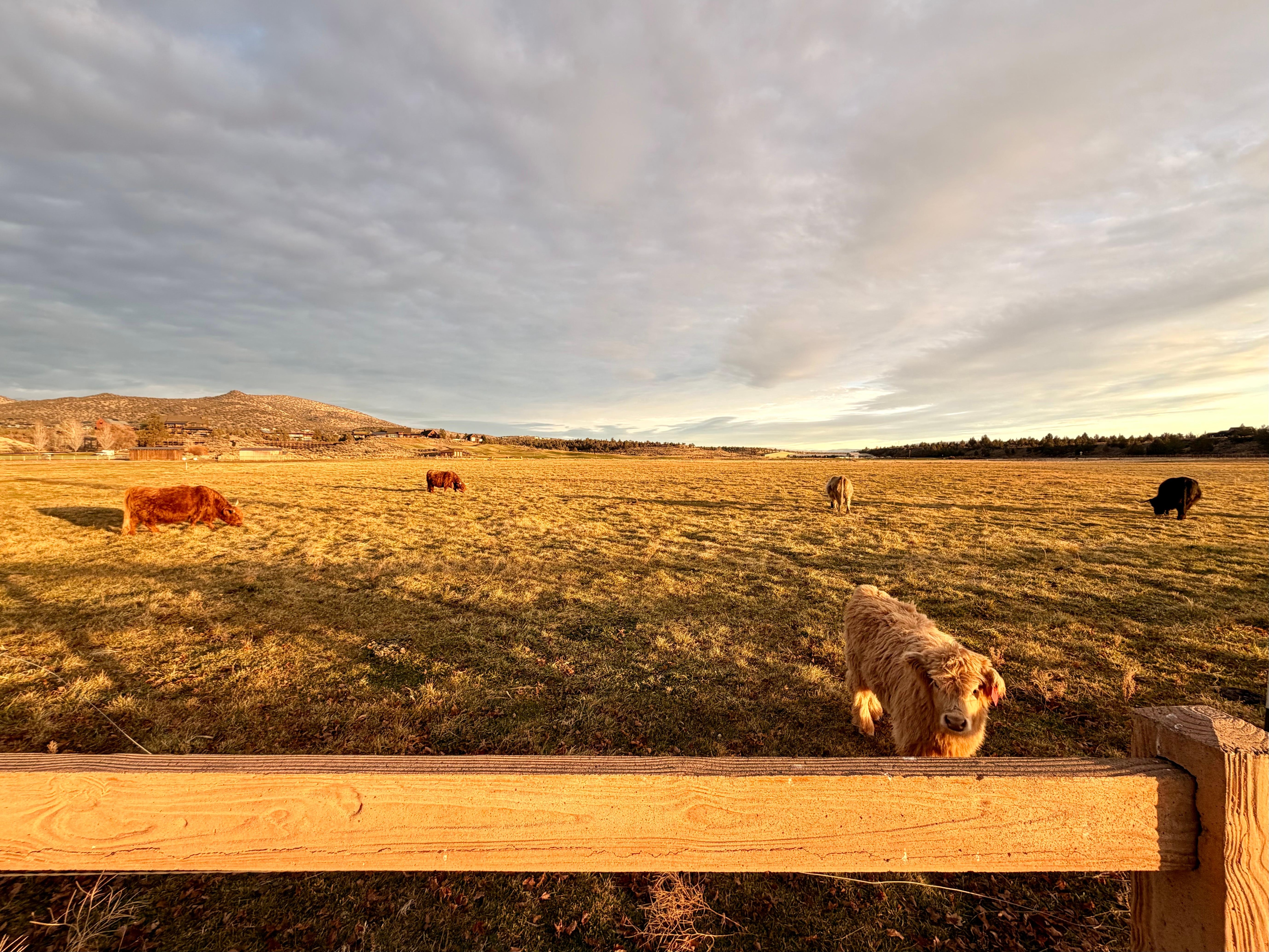 adorable highland cows