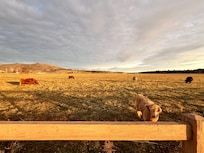 adorable highland cows