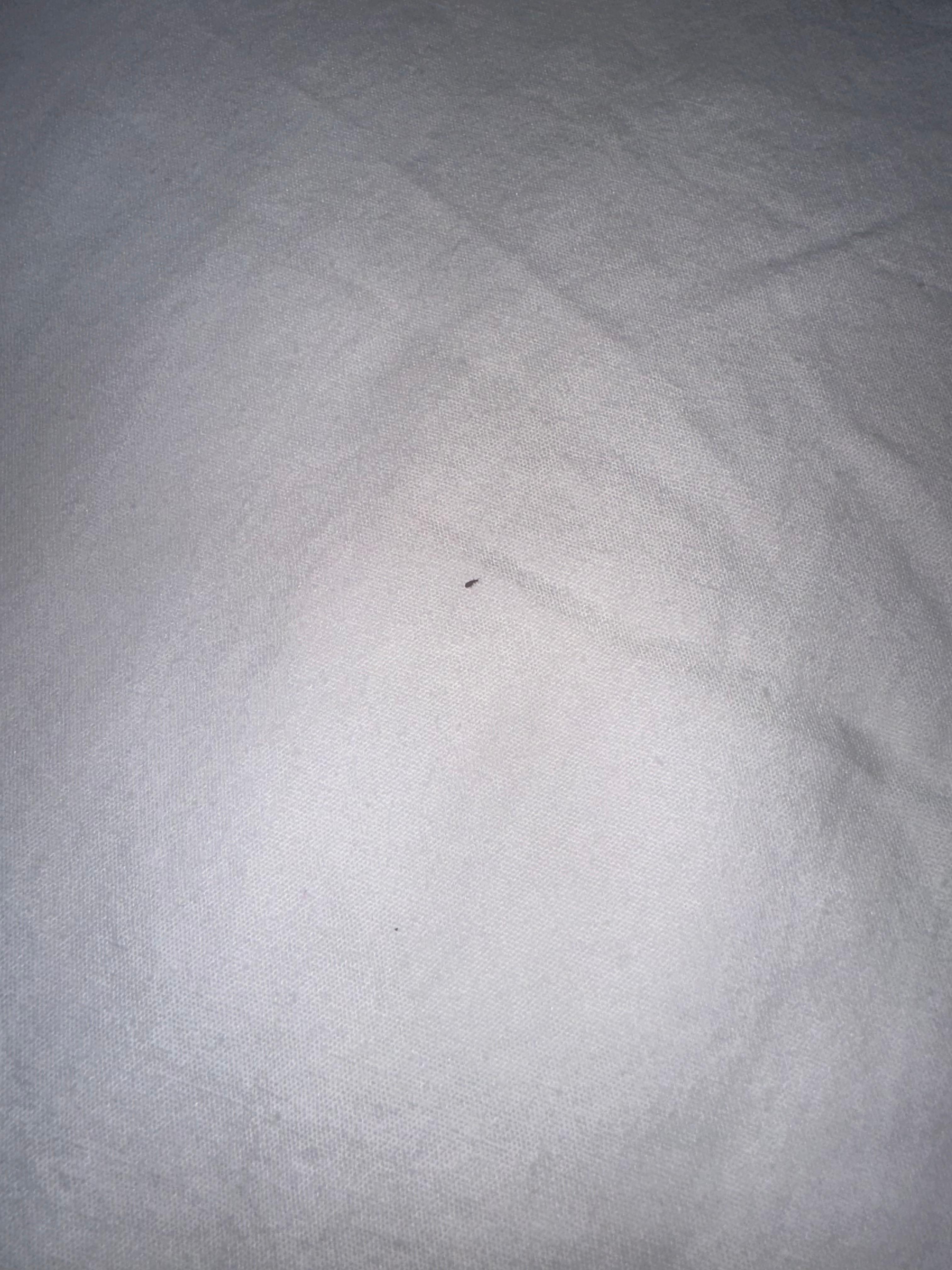 bed bug