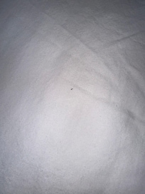 bed bug