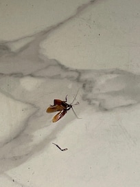 1st roach I killed