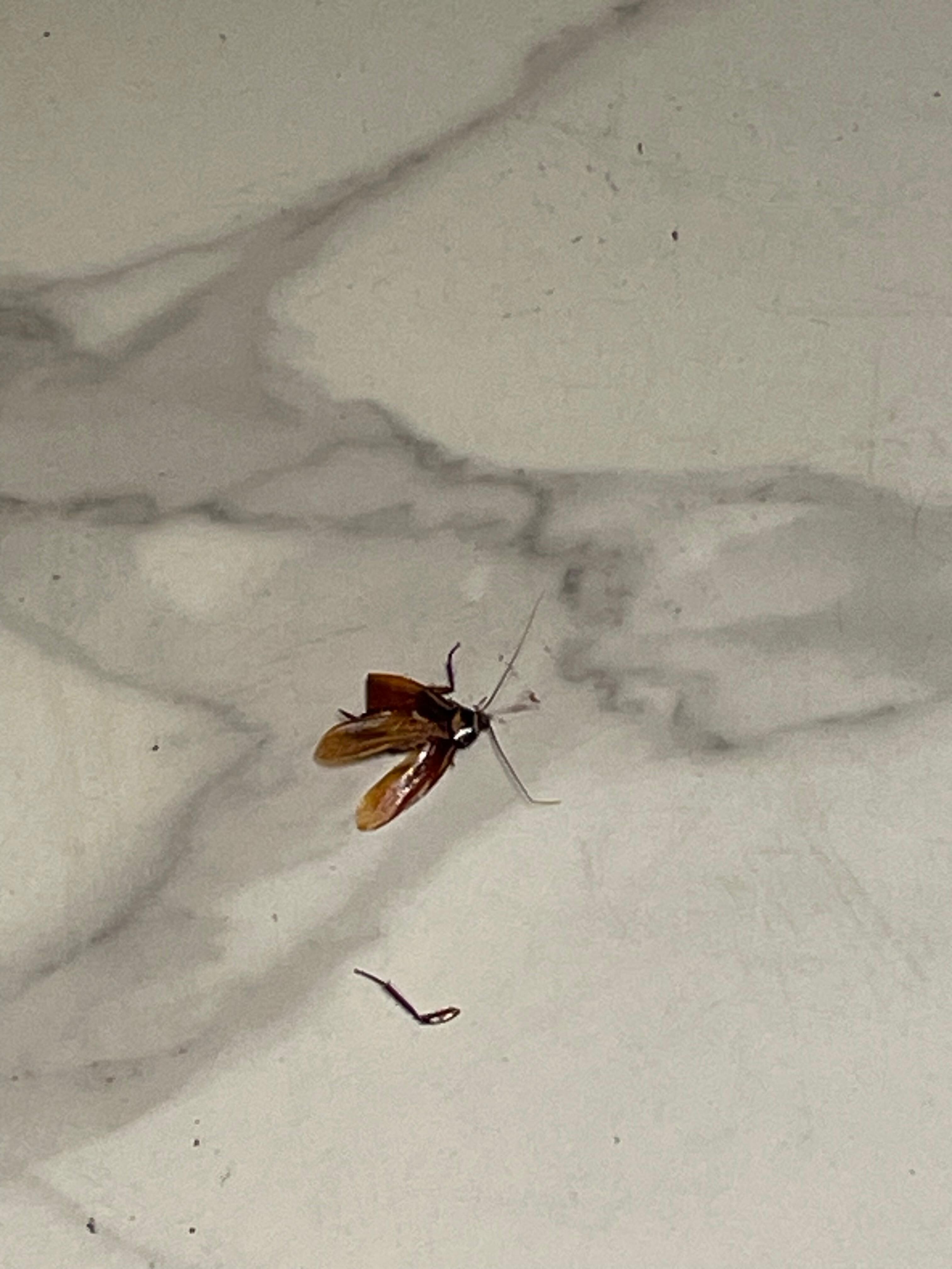 1st roach I killed