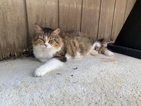 Marina Kittie