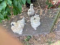 Beautiful Silky chickens
