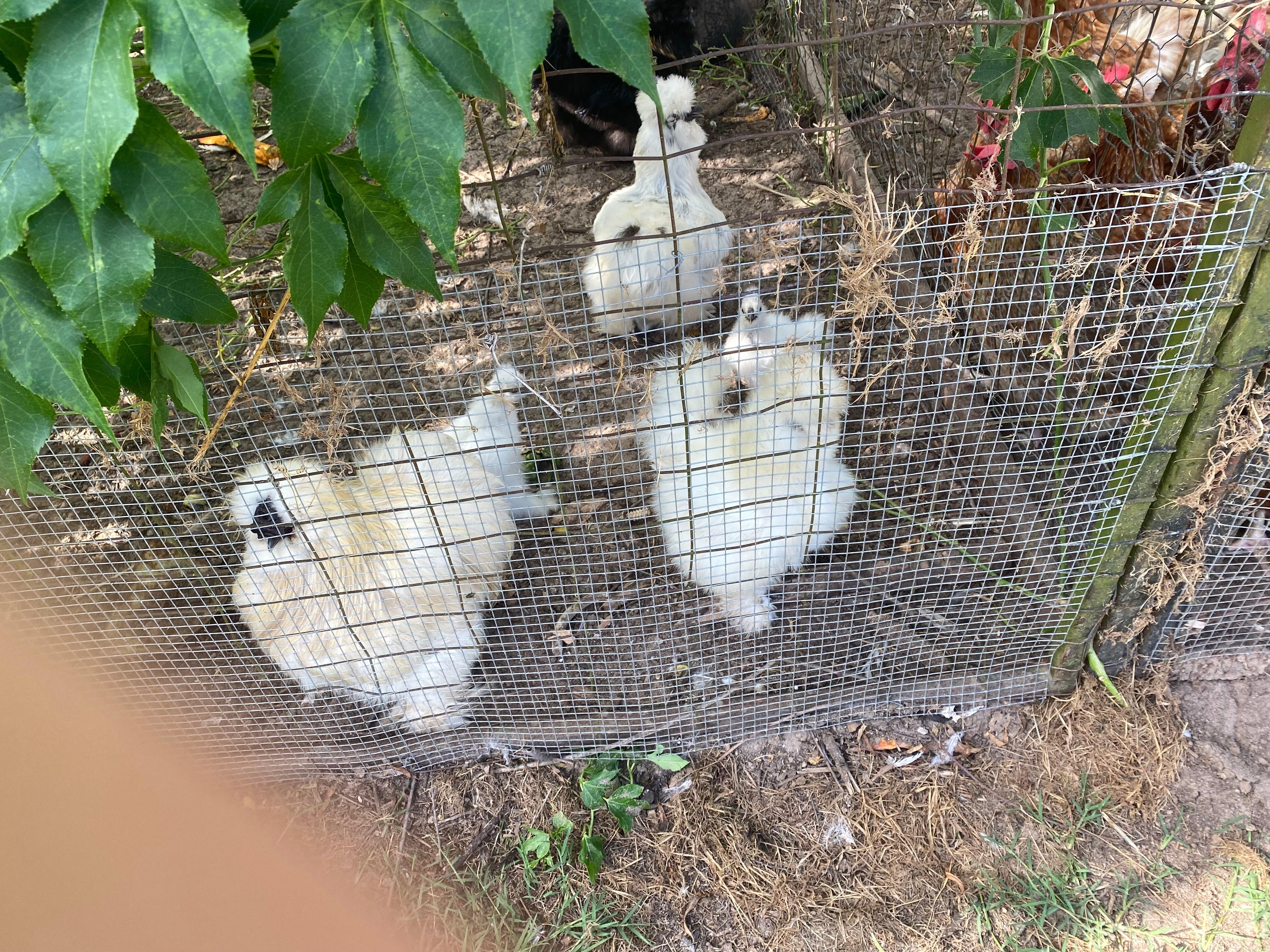 Beautiful Silky chickens