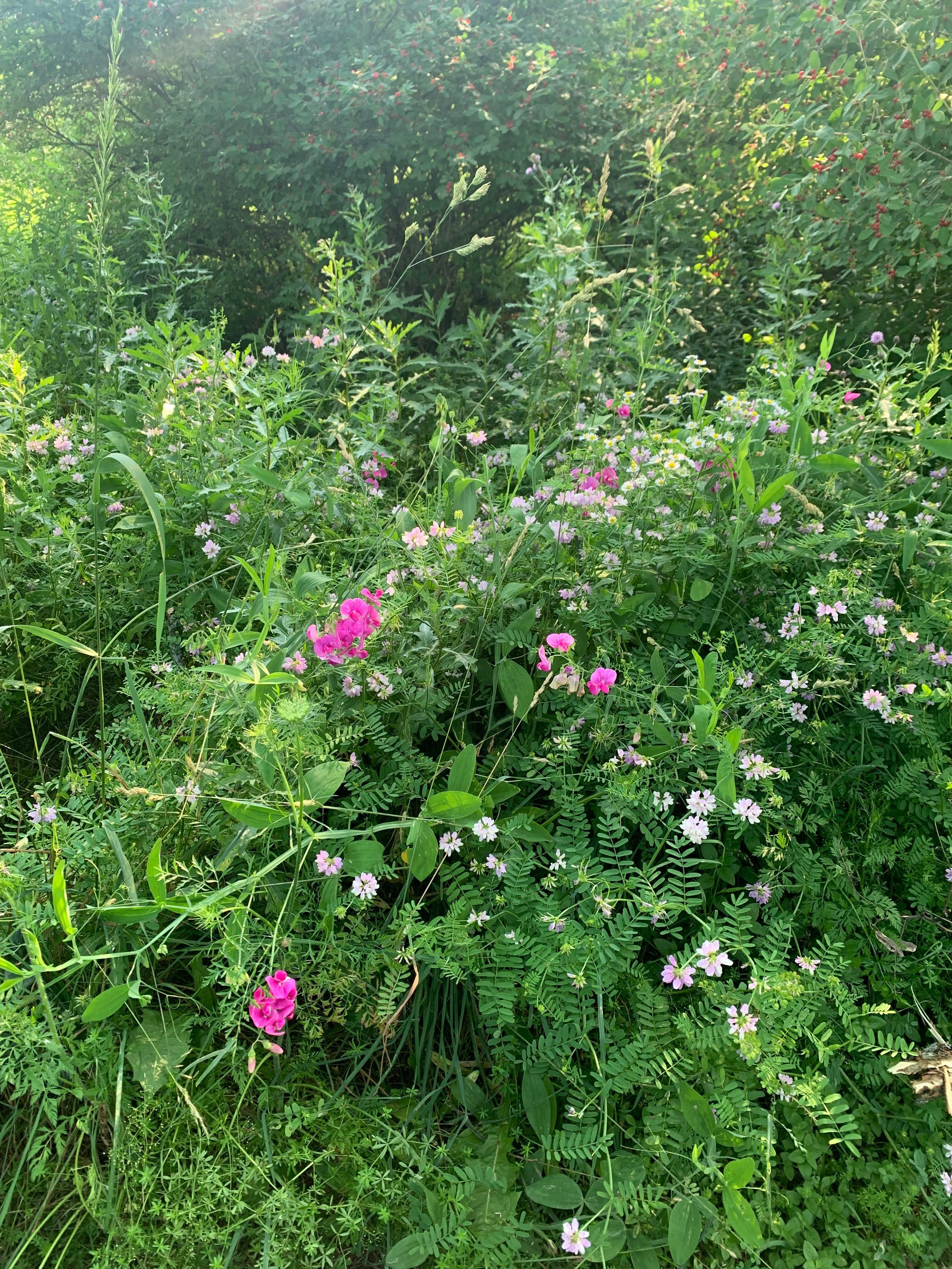 Walking towards pond 