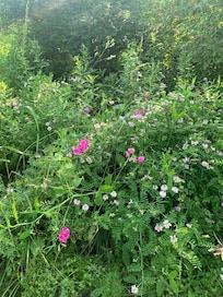 Walking towards pond