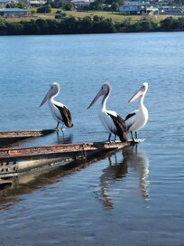 Local Pelicans