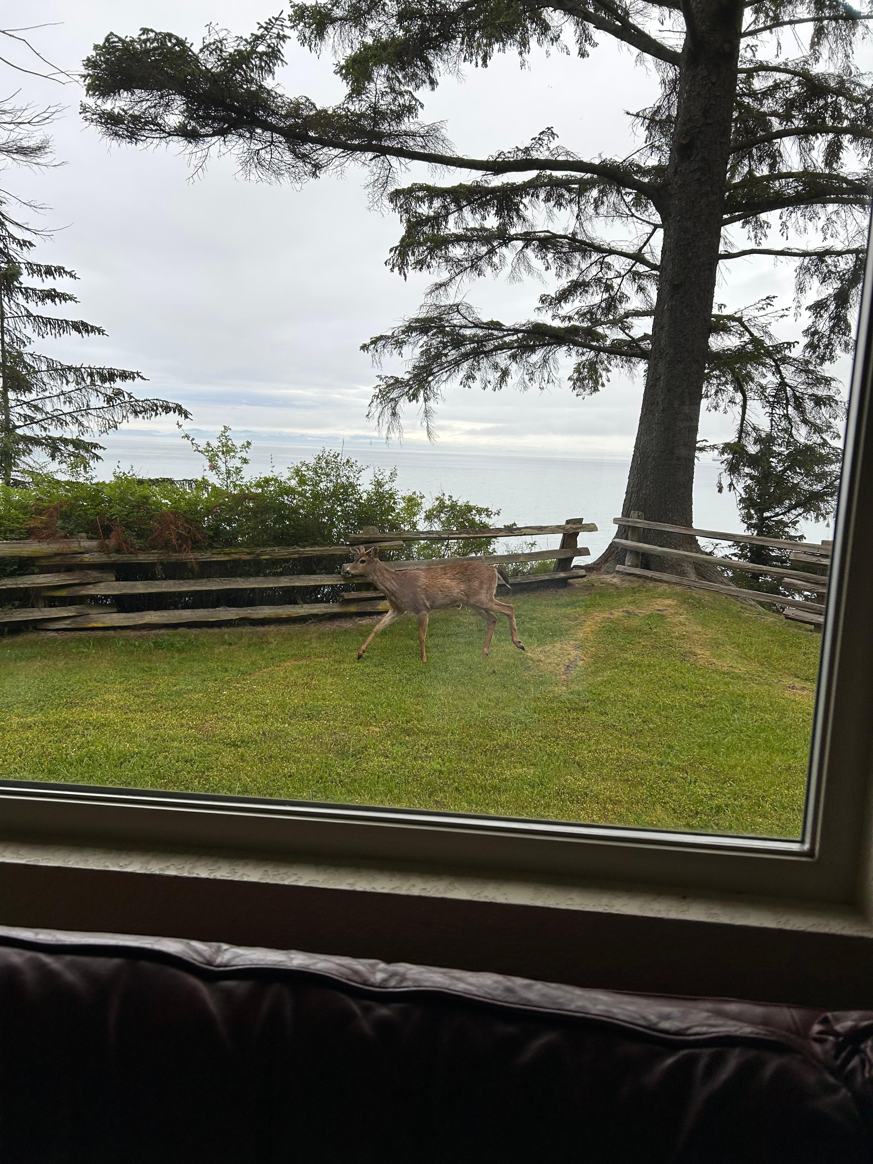Surprise deer through the living room window