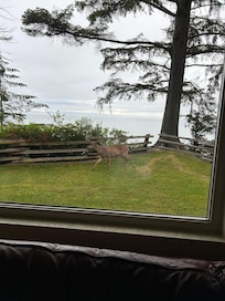 Surprise deer through the living room window