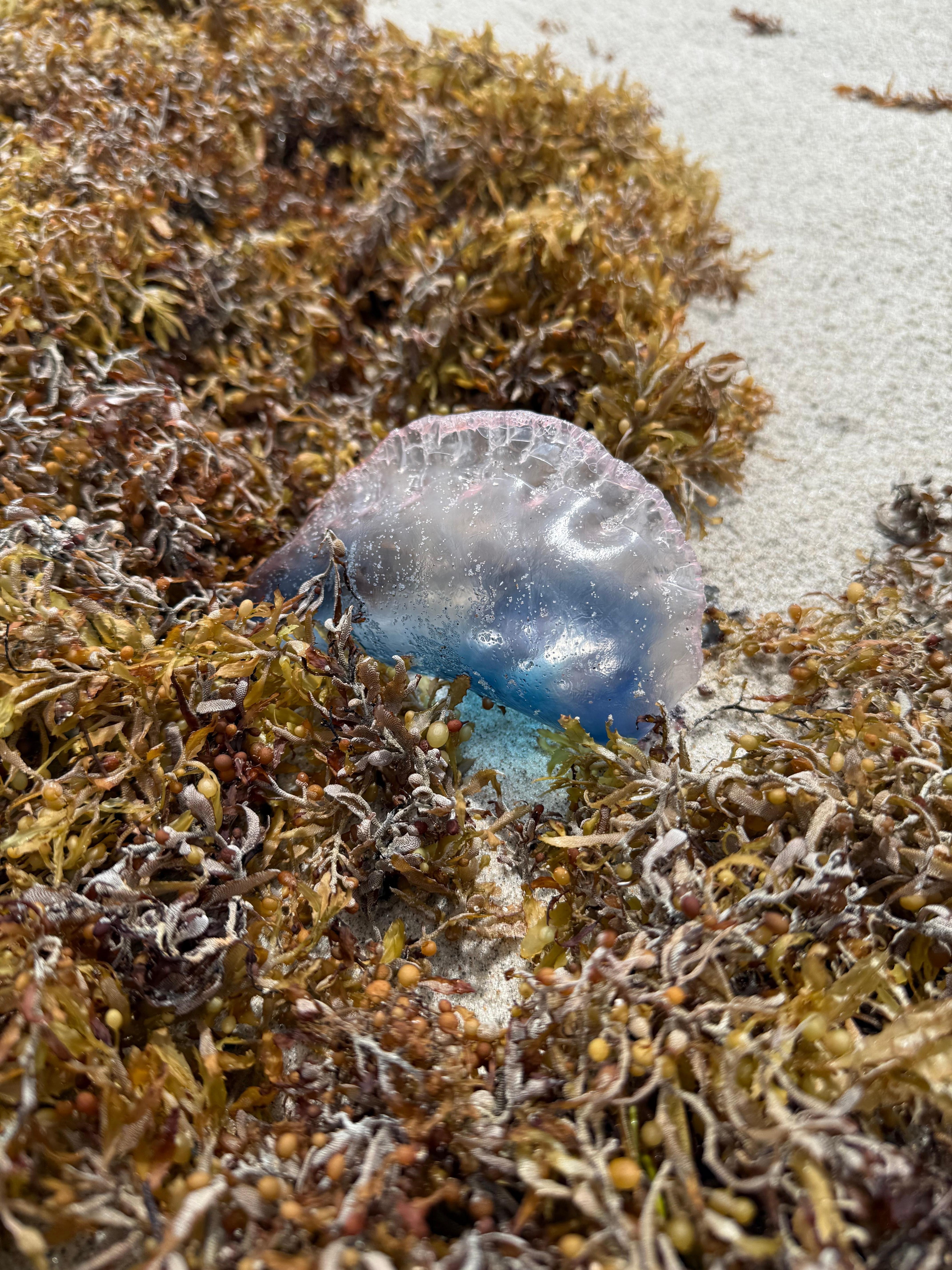 Jellyfish on the sand