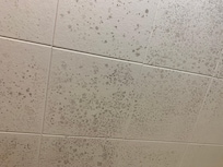 Mould on bathroom ceiling as there was no fan