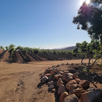 Vineyards surrounding the property