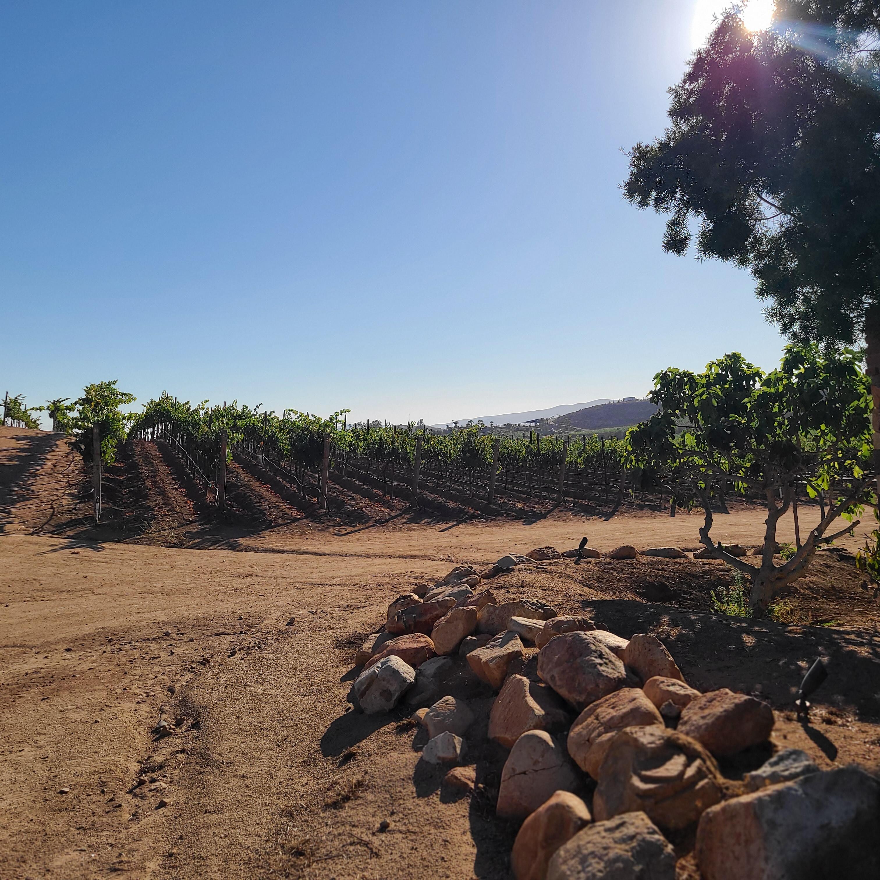 Vineyards surrounding the property