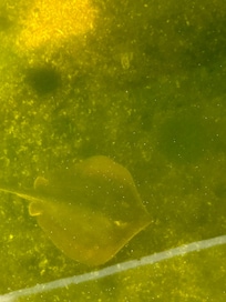 Stingray under the dock