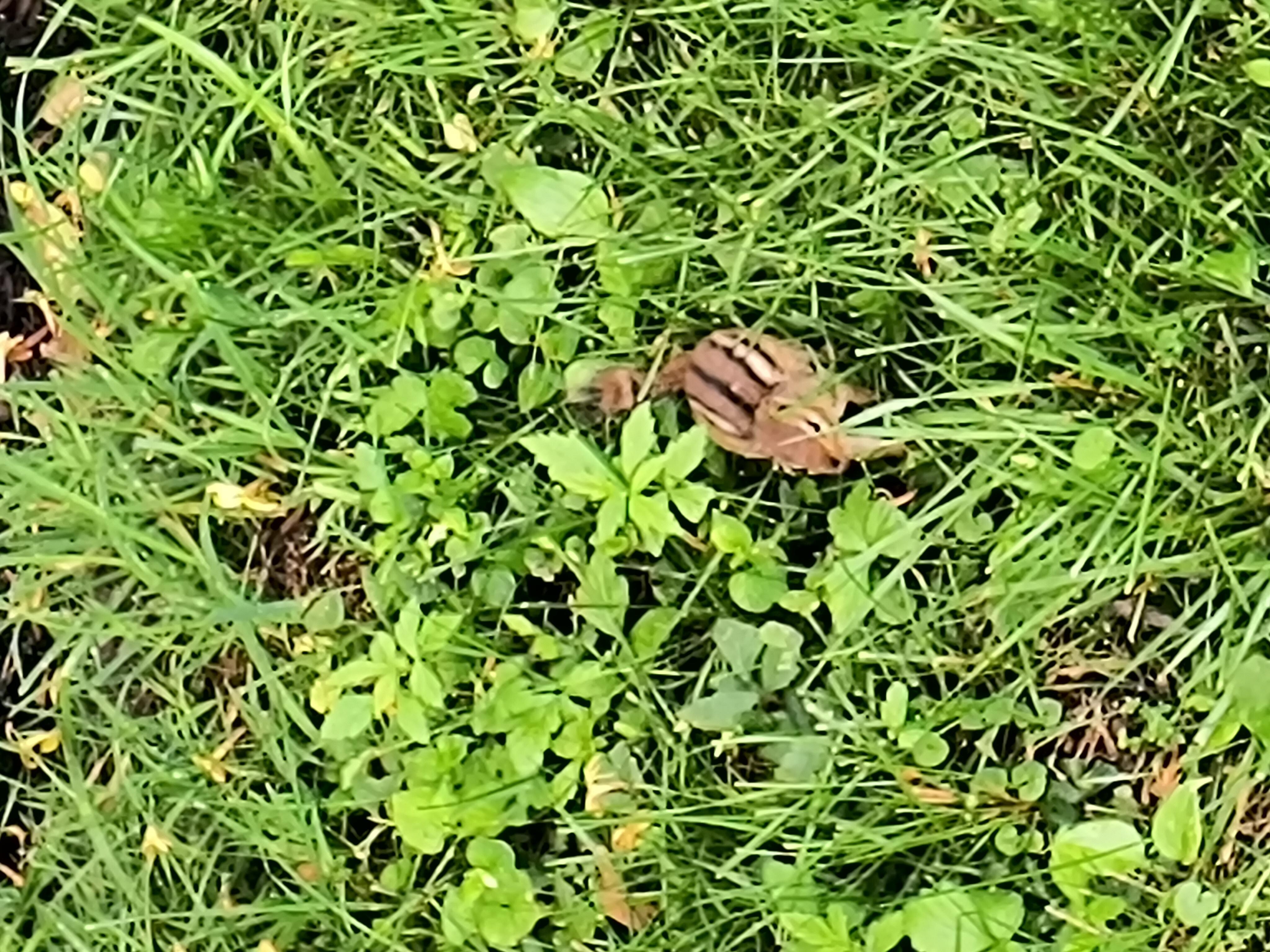 Chipmunk at house