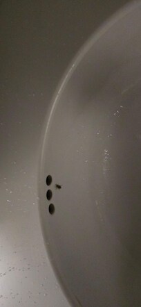 Roach in bathroom sink