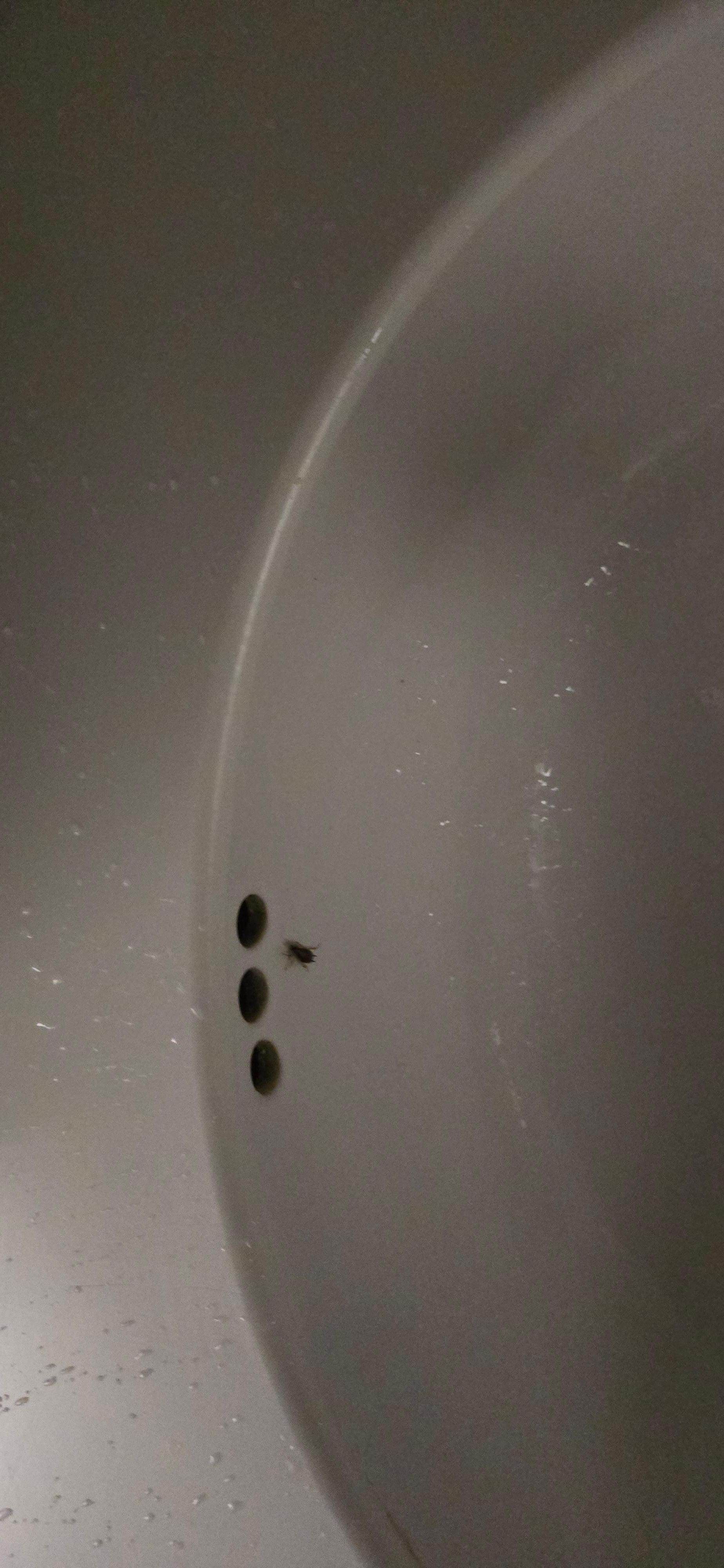 Roach in bathroom sink