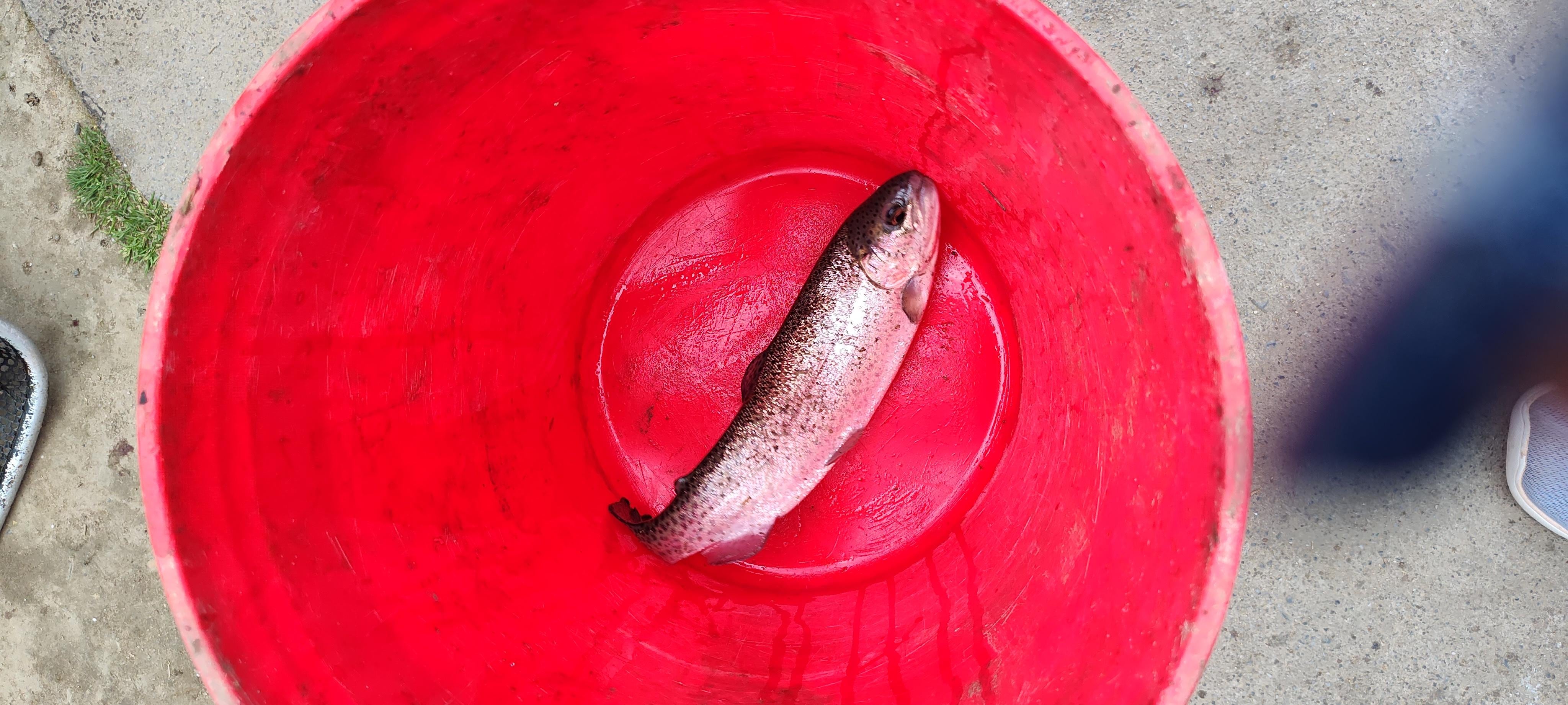 English Mountain Trout Farm 