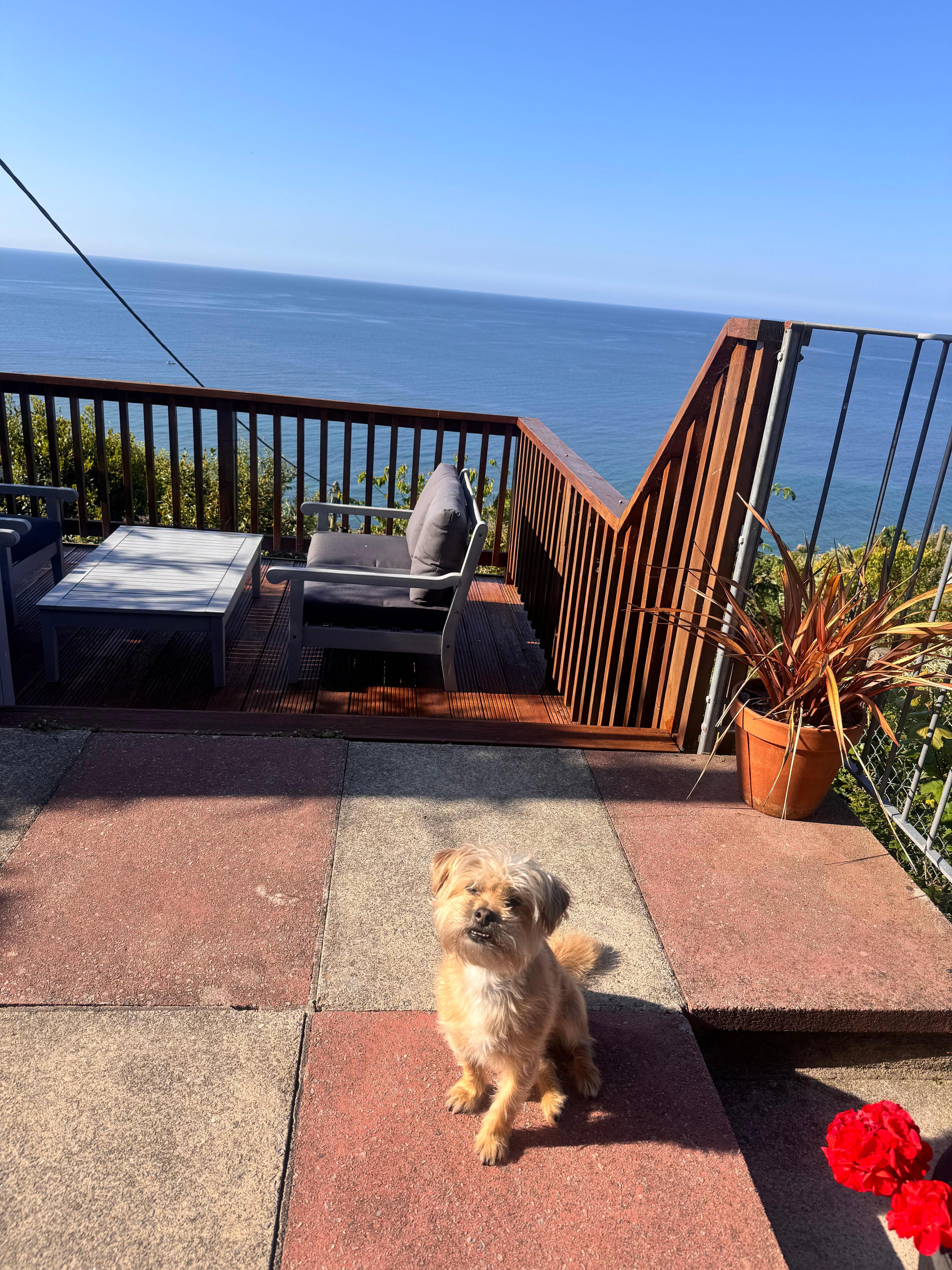 On the veranda out dog Poppy