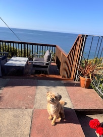 On the veranda out dog Poppy