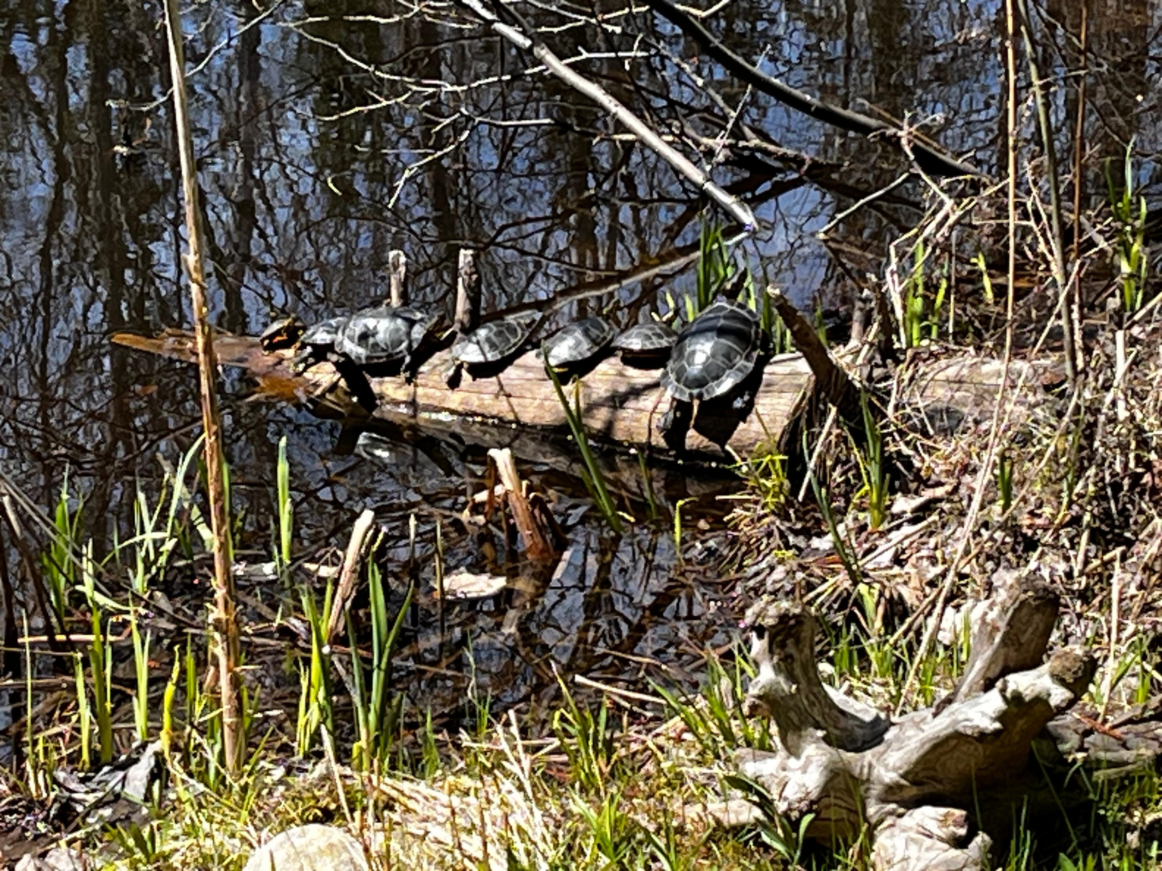 Turtles sunning themselves 