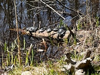Turtles sunning themselves