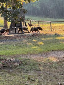 Turkey would come out in the afternoon