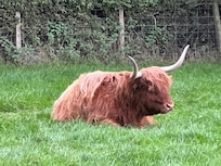 Coo in the pasture, relaxing on a beautiful Scotland day